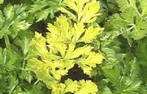 芹菜常见病虫害防治