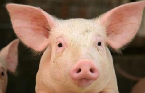 冬季生猪的科学饲养管理多久？