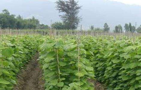 凉薯种植注意事项