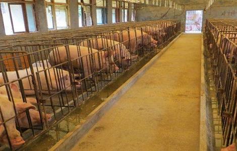 非洲猪瘟后如何复养