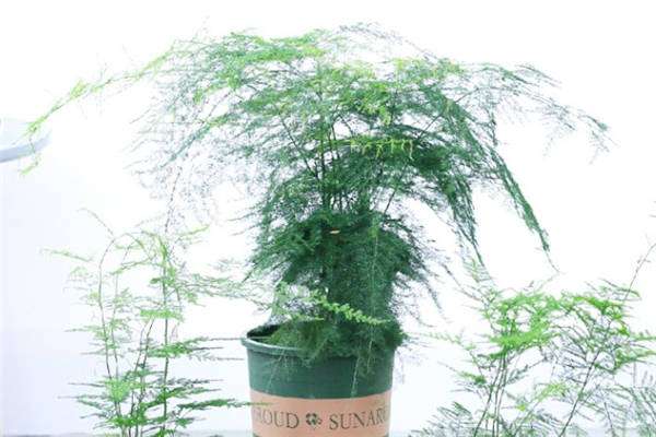 文竹可以直接插土里吗 方法是什么?