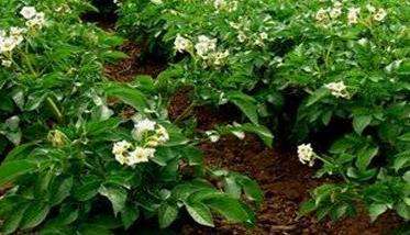 冬闲田种马铃薯效益好 马铃薯种植管理多久？