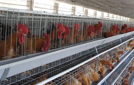 种鸡掉毛现象产生的原因 