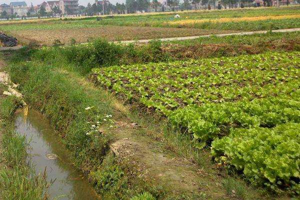 生菜种植时间 四季都可以种