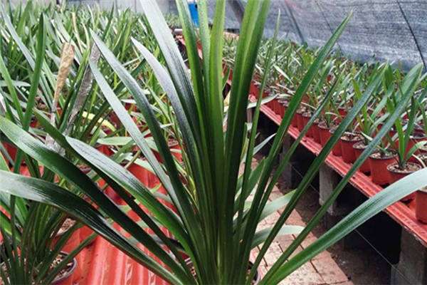 君子兰叶子能全部摘掉吗 方法是什么？