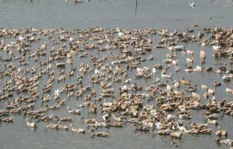 肉鸭养殖如何节省饲料？