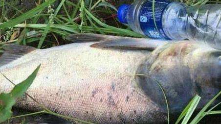 鲢鳙钓组安装方法有哪些？