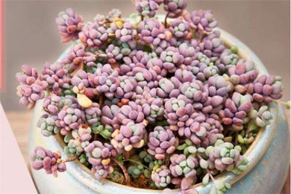 姬星美人怎么变紫色 有什么窍门