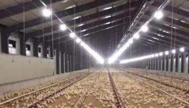 如何对鸡舍环境进行控制 使鸡避免环境应激