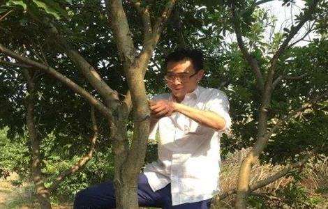 杨梅的修剪时间和多久?