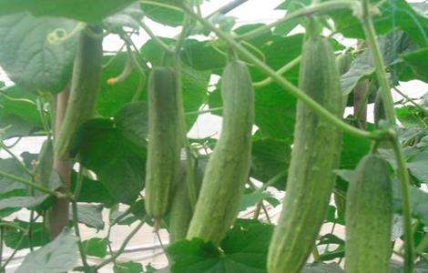 夏季黄瓜种植注意事项