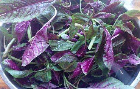 苋菜如何种植可高产