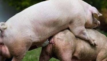 母猪屡配不孕怎么办 母猪不孕的原因与治疗多久？