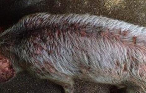 仔猪渗出性皮炎怎么防治