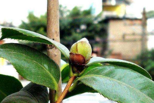 茶花花苞期可以施肥吗 有哪些需要注意的