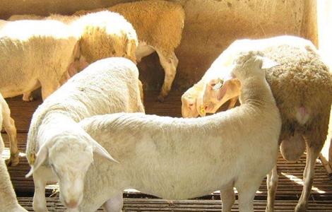 种羊淘汰后怎么育肥