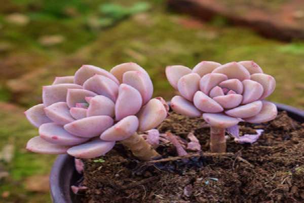 干土给多肉上盆后怎样浇水 需要注意什么？