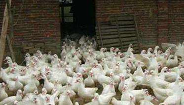 蛋鸭圈养高产技术要点