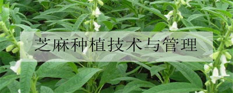 芝麻种植技术与管理方法是什么?