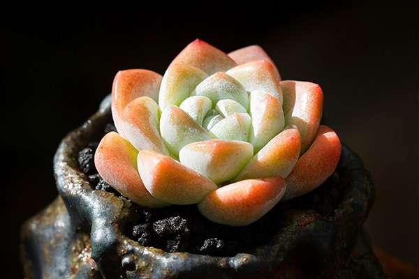 冰玉多肉怎么养 需要注意哪些因素