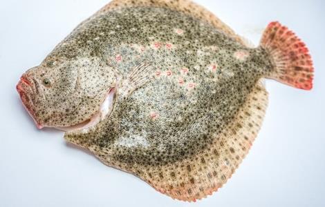 多宝鱼常见病害的防治多久?