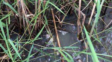 钓黄鳝找洞教程及作钓技巧