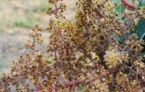 芒果常见病虫害的防治多久？