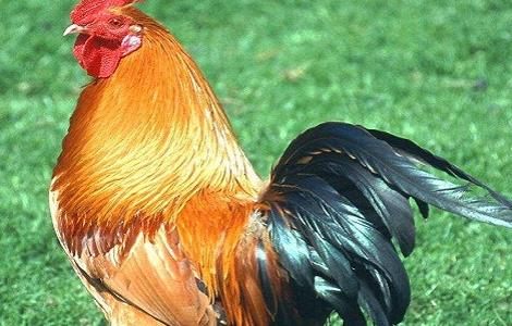 种鸡掉毛现象产生的原因 