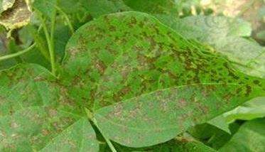 菜豆红斑病的危害症状 菜豆红斑病防治多久?