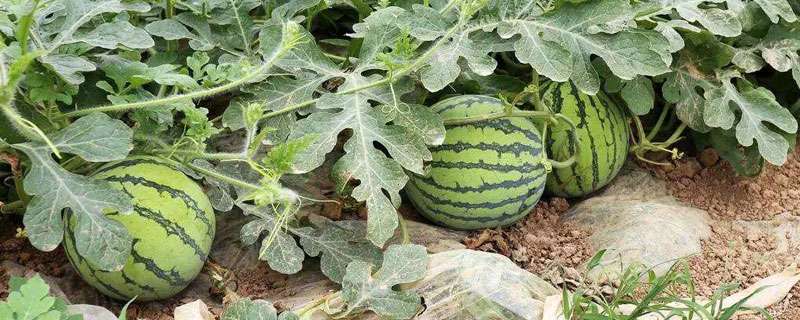 西瓜施肥时间及多久？