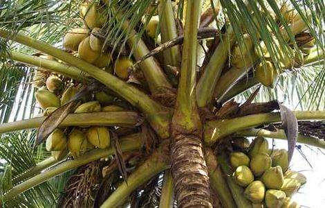 椰子种植的注意事项