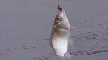 冬季钓鱼下雨天能钓鱼吗？