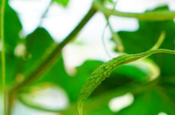 苦瓜种植多久?