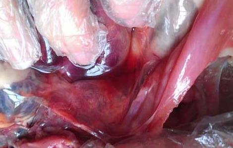 猪大肠杆菌病防治多久？