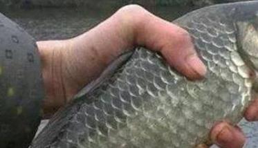 鲫鱼在什么季节产卵 鲫鱼产卵需要什么条件