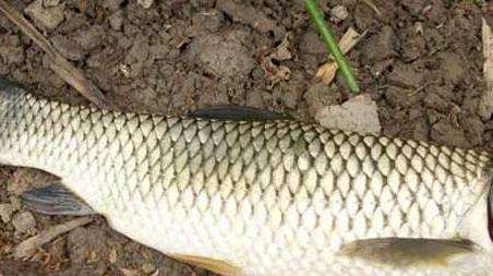 钓草鱼怎么选钓位