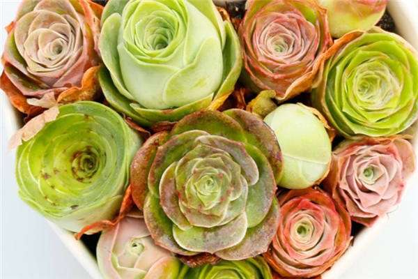 山地玫瑰夏天扒出来养可以吗?