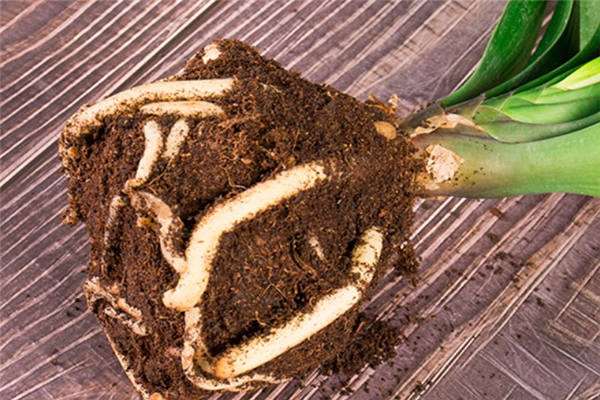 君子兰叶子能全部摘掉吗 方法是什么？