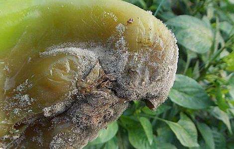 辣椒种植的病虫害图片及防治多久？