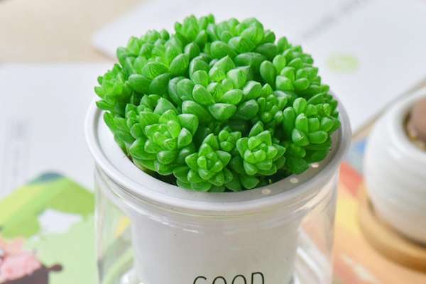 玉露多肉可以一直水培吗 水培的时候需要注意什么？