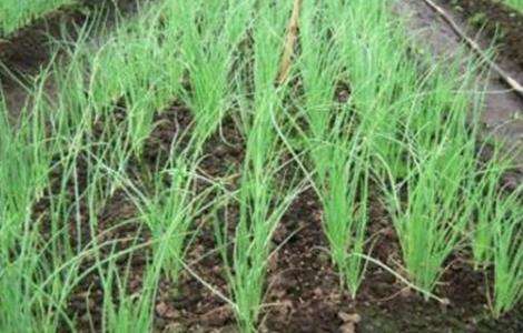 地膜洋葱定植技术