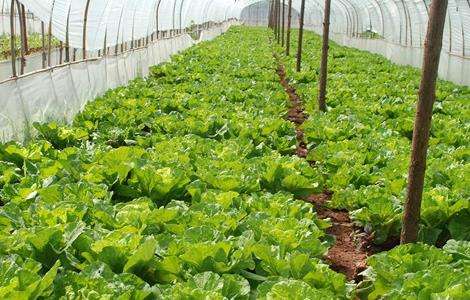 蔬菜如何促深根增产