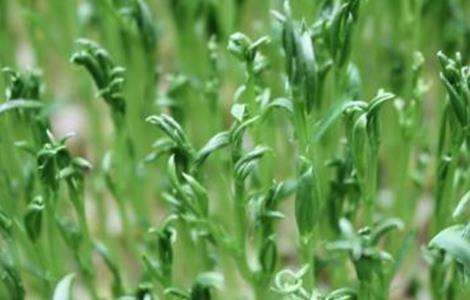 扁豆怎么样快出苗