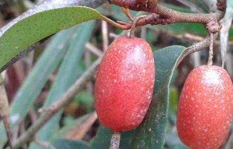 羊奶果产地在哪里？