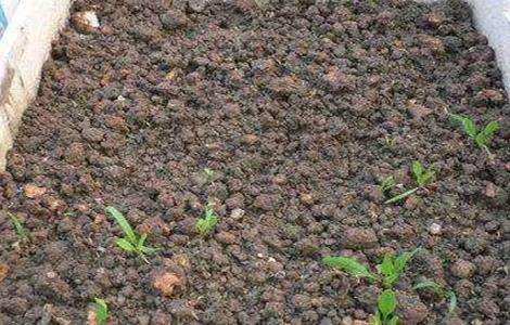 菠菜播种出苗率低怎么办?
