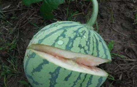 西瓜空心的原因及预防多久？