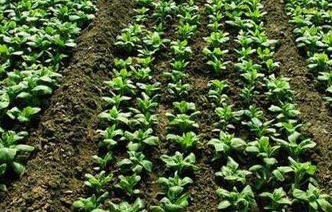 菠菜播种出苗率低怎么办?