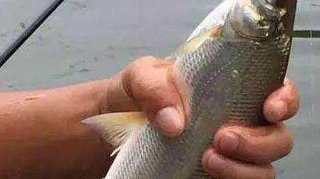 钓黄尾鱼的技巧及注意事项