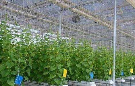 番茄无土栽培技术要点