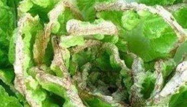 大白菜病虫害防治:白菜病毒病、霜霉病等